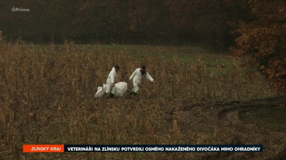 22. 1. 2018 ZPRÁVY: VETERINÁŘI NA ZLÍNSKU POTVRDILI OSMÉHO NAKAŽENÉHO DIVOČÁKA MIMO OHRADNÍKY